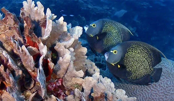 Arrecife Mesoamericano, un activo natural que se debe asegurar