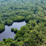Donde las abejas no tienen tierra: la resistencia apícola frente a la burocracia estatal