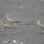 Monitorean aves playeras para evaluar la salud del Parque Nacional Sipacate-Naranjo