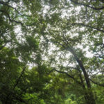 El recorrido del carbono en Guatemala inicia con un bosque en pie