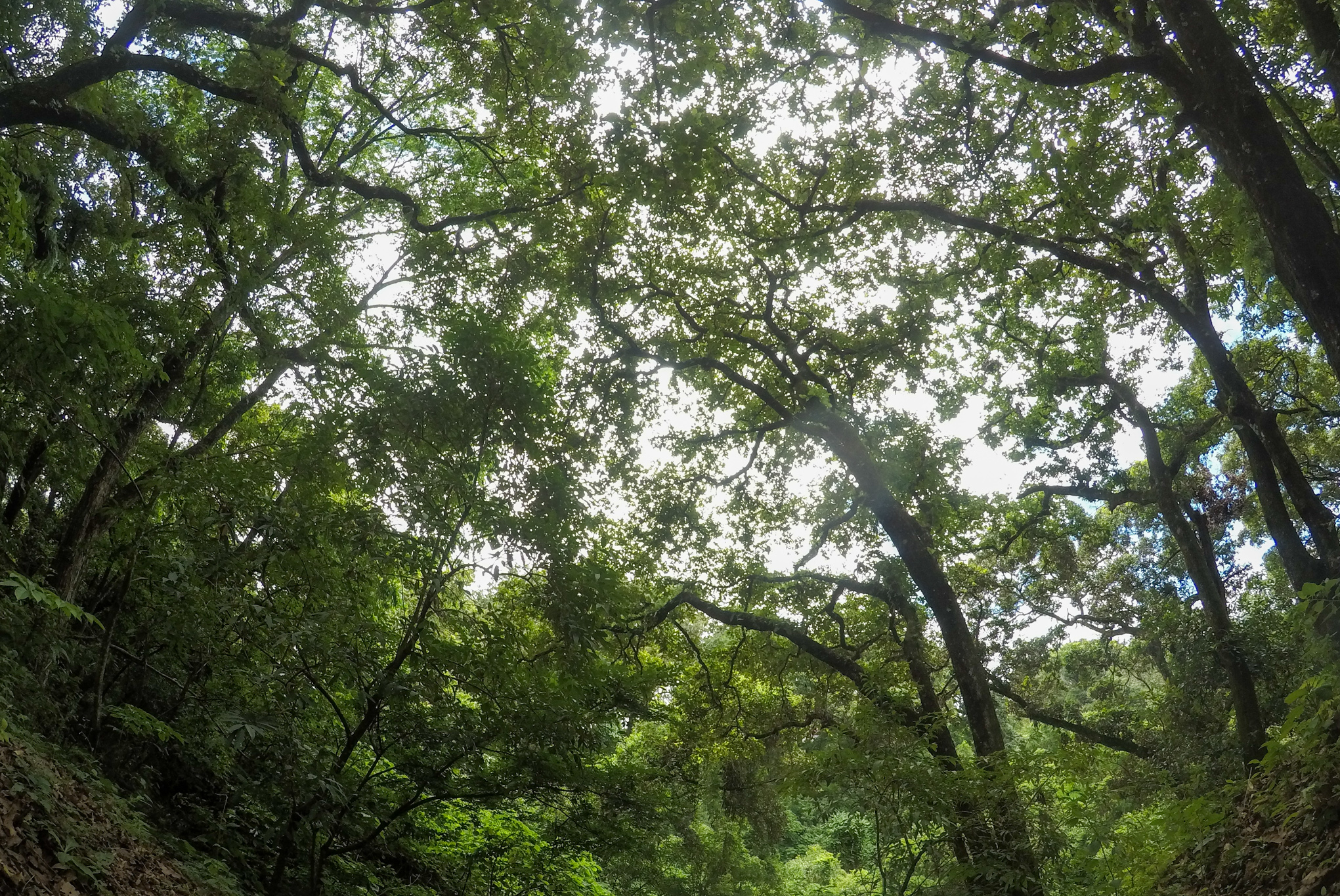 El recorrido del carbono en Guatemala inicia con un bosque en pie