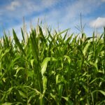 El Niño podría poner en riesgo 377 mil hectáreas de cultivos en Guatemala