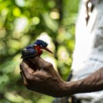 COP17: claves para conciliar el aprovechamiento y la conservación de las especies silvestres