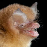 Guatemala confirma la presencia de Natalus lanatus y eleva a 107 sus especies de murciélagos