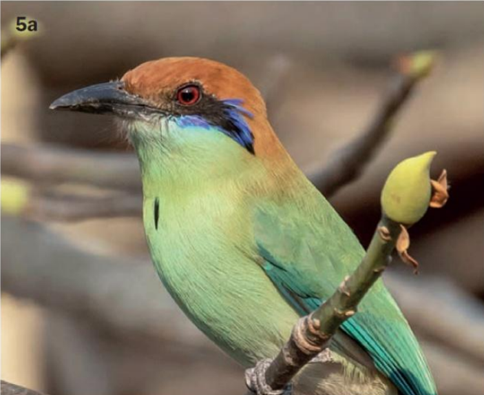 El motmot de corona castaña (Momotus castaneiceps), la primera ave endémica de Guatemala según la AOS