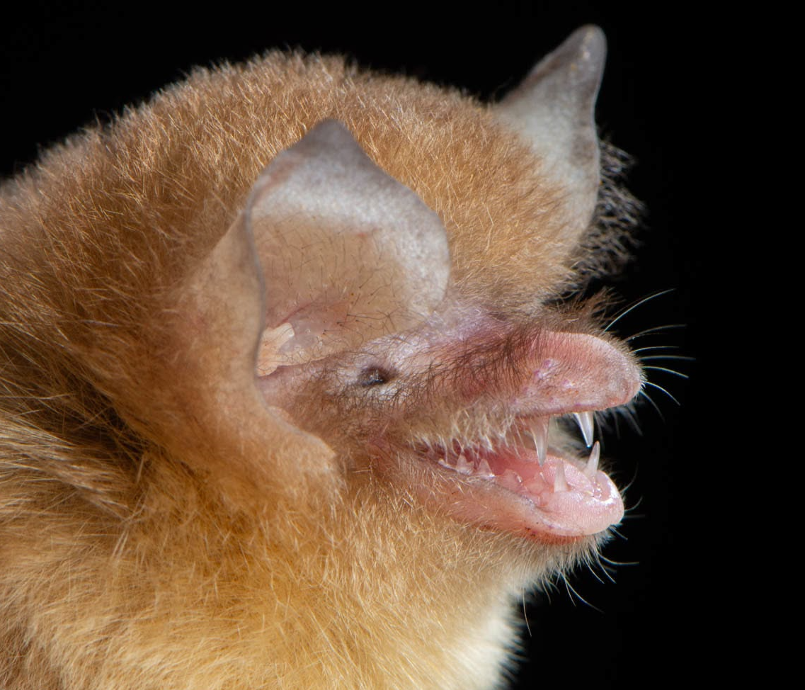 Guatemala confirma la presencia de Natalus lanatus y eleva a 107 sus especies de murciélagos