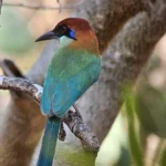 El motmot de corona castaña (Momotus castaneiceps), la primera ave endémica de Guatemala según la AOS