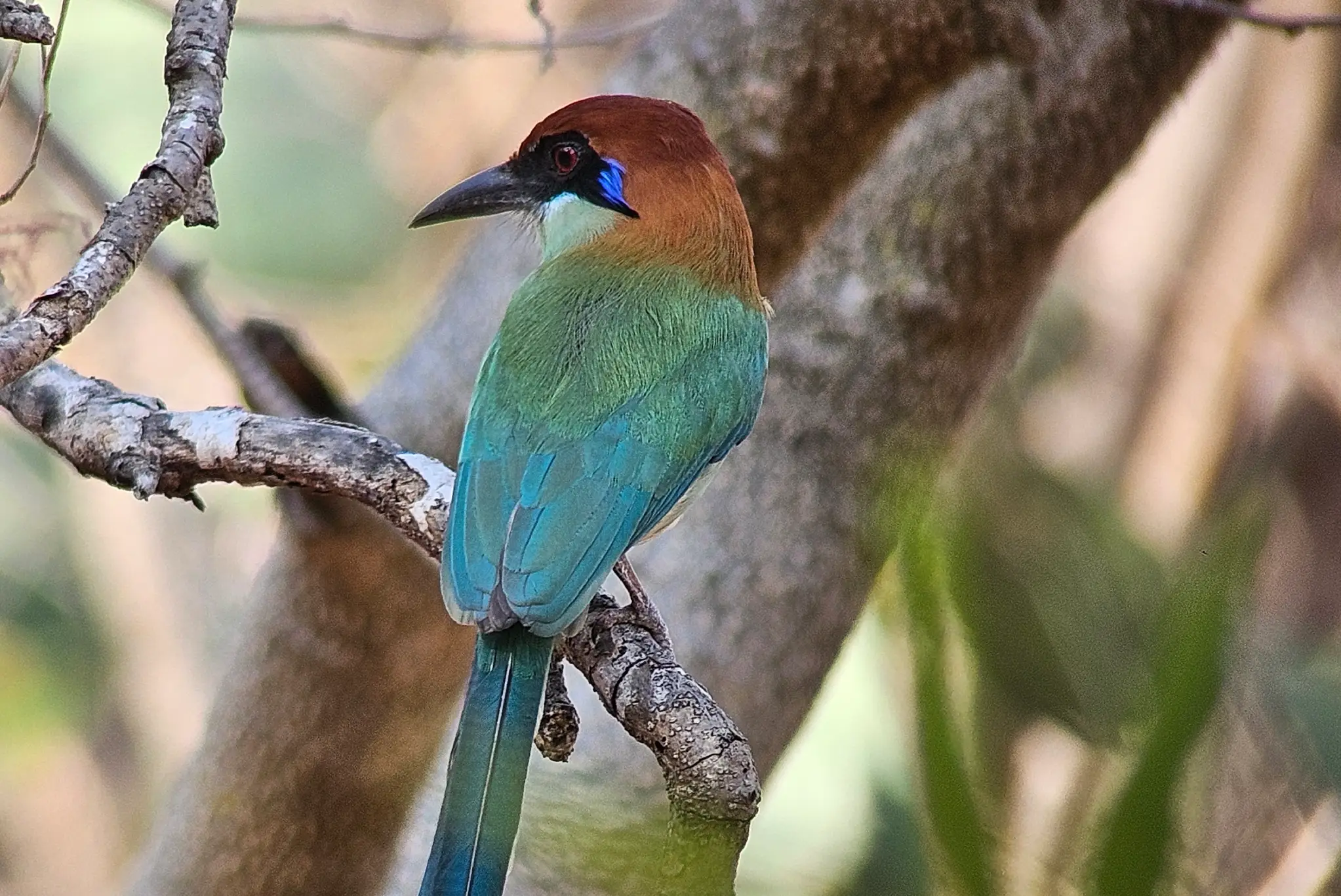 El motmot de corona castaña (Momotus castaneiceps), la primera ave endémica de Guatemala según la AOS