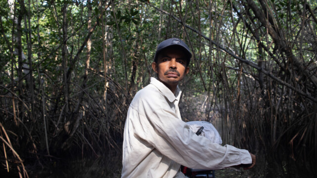 Aníbal Quesada, miembro de la Asociación de Emprendedores Las Mañanitas, maniobra entre el bosque manglar para llegar al apiario de la asociación. Foto: Jorge Rodríguez/Viatori.