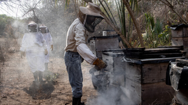 Dentro del bosque de mangle, el grupo Las Mañanitas revisa los cajones para recolectar la miel producida por las abejas. Foto: Jorge Rodríguez/Viatori.
